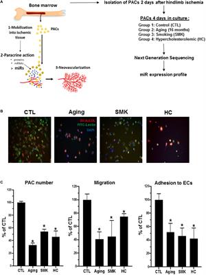 MicroRNA Expression Profiling of Bone Marrow–Derived Proangiogenic Cells (PACs) in a Mouse Model of Hindlimb Ischemia: Modulation by Classical Cardiovascular Risk Factors